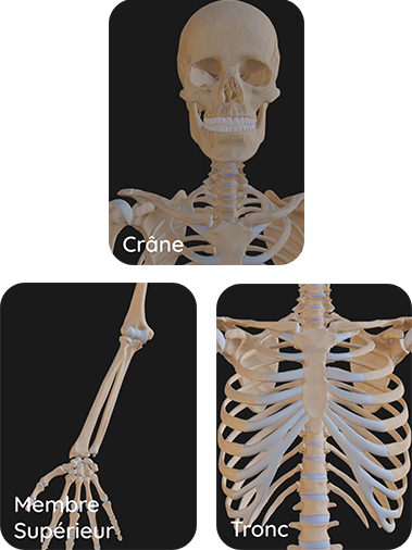 Les différents objectifs d'apprentissage contenus dans le pack d'ostéologie, crâne, membre supérieure, tronc